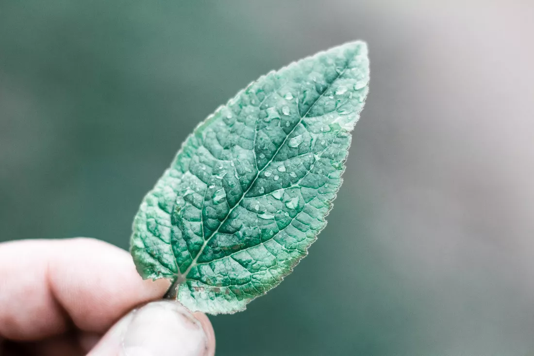 close-up-hand-holding-leaf