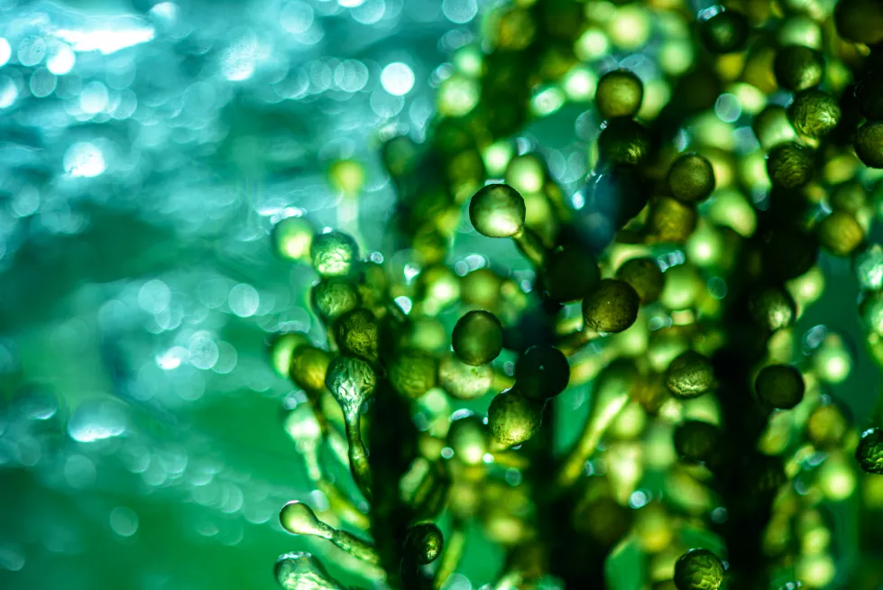photobioreactor-lab-algae-fuel-biofuel-industry