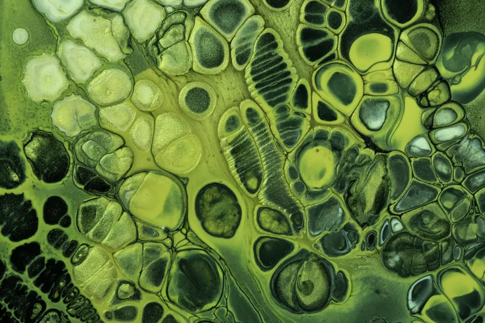 Mikrobiologia