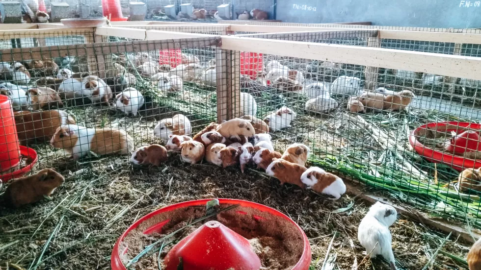 flock-birds-cage