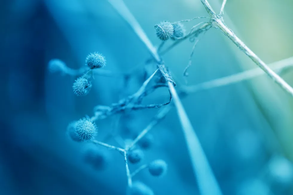 Biotechnologia medyczna