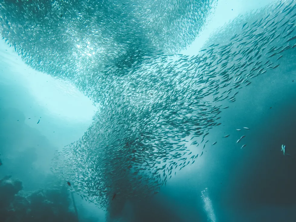 fish-swimming-sea