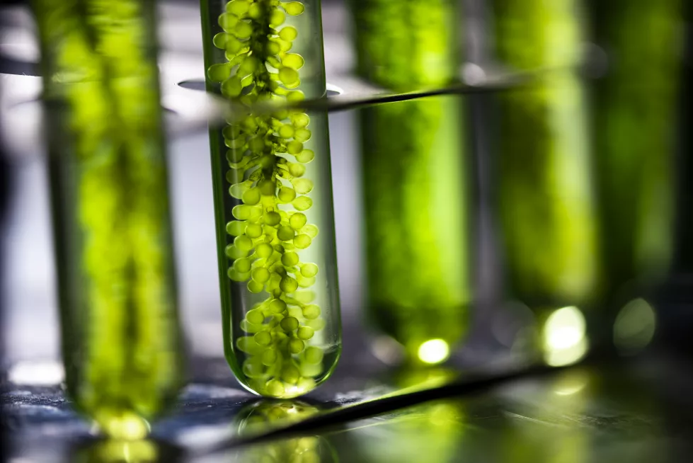 photobioreactor-lab-algae-fuel-biofuel-industry-algae-fuel-algae-research-industrial-laboratories