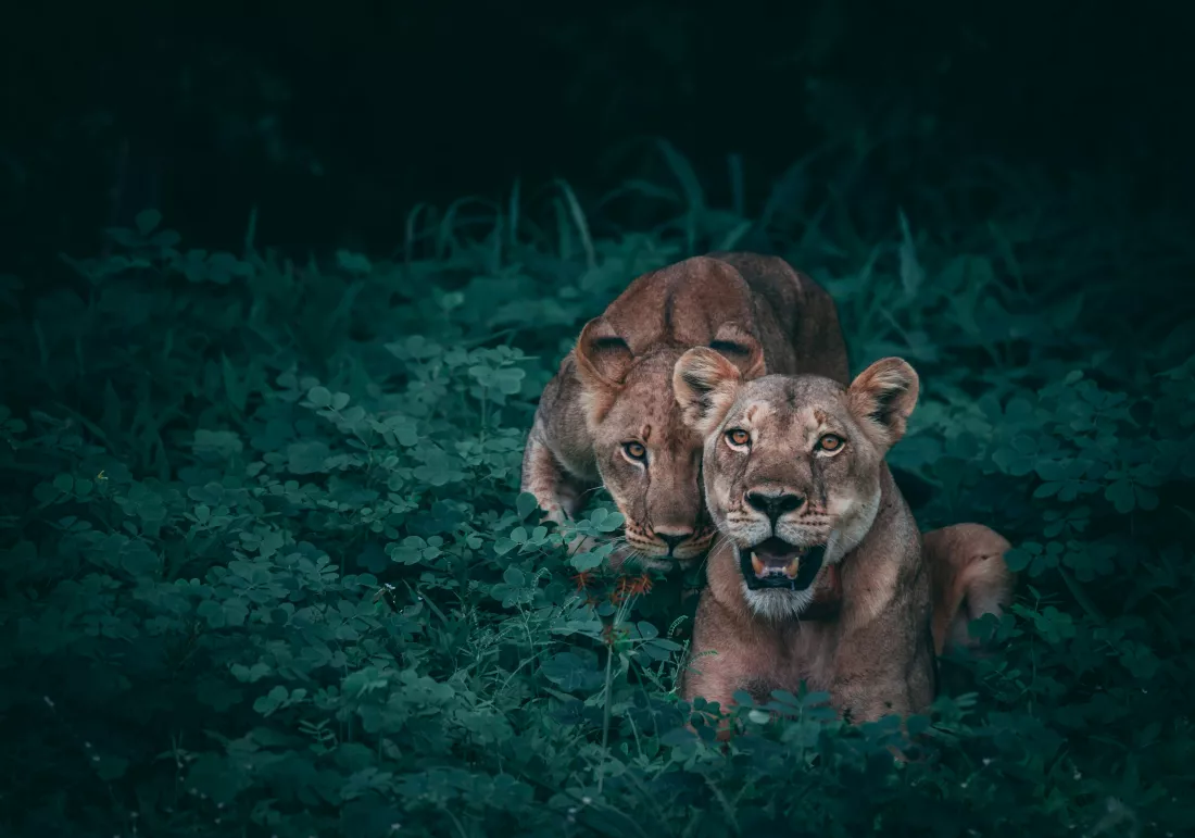 geranimo-yKiLWMWquKE-unsplash