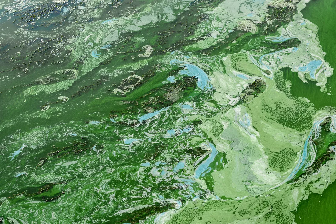 water-pollution-with-green-algae-waste-water-environmental-problems