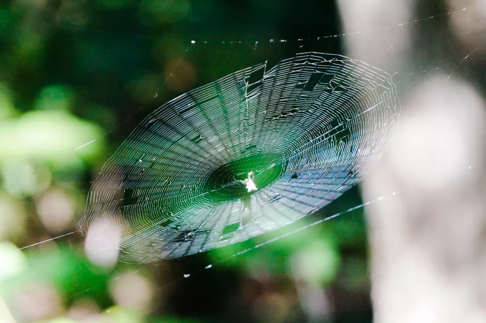 close-up-spider-web