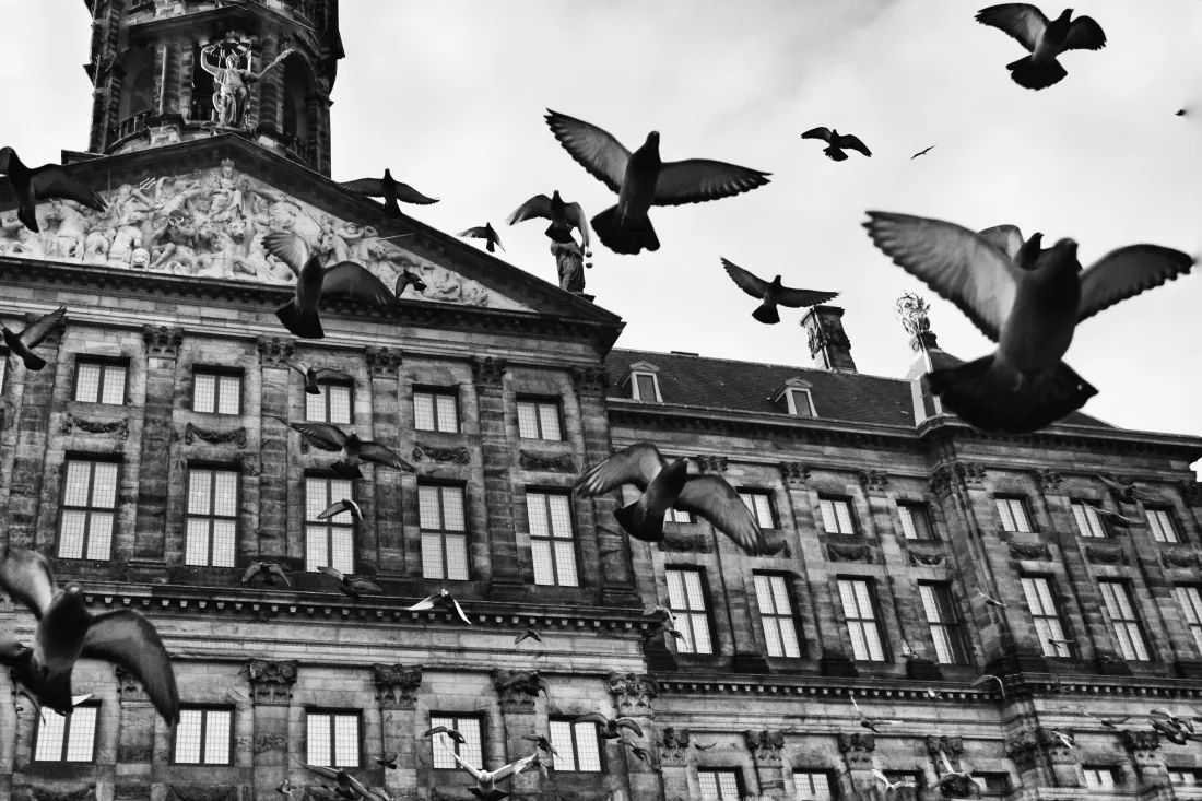 low-angle-view-birds-flying-front-building-against-sky