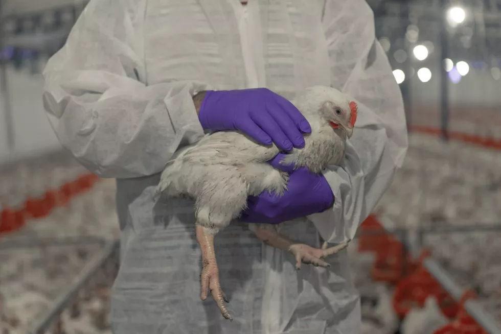Biotechnologia w hodowli zwierząt
