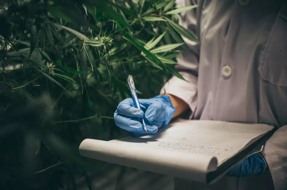 professional-researchers-working-hemp-field-they-are-checking-plants-alternative-medicine-cannabis-concept