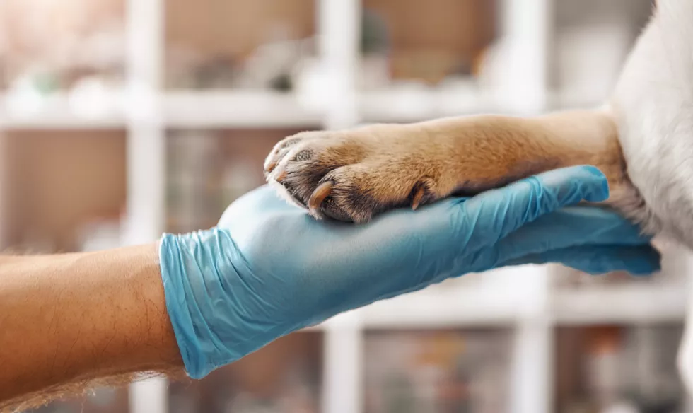 i-am-your-friend-hand-veterinarian-protective-glove-holding-paw