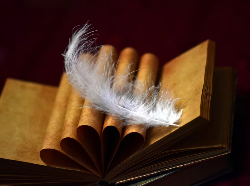 close-up-feather-open-book
