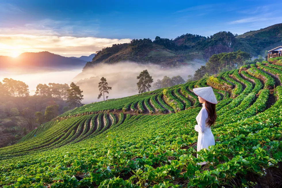azjatycka-kobieta-ubrana-w-tradycyjna-kulture-wietnamu-w-ogrodzie-truskawkowym-na-doi-ang-khang-chiang-mai-tajlandia
