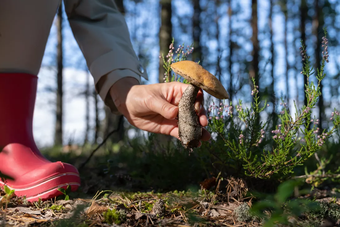 hiker-pink-rubber-boots-picks-up-tasty-edible-mushroom-forest-cook-delicious-meal-home