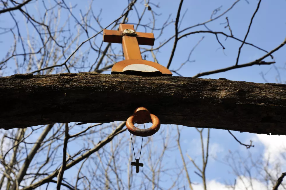 low-angle-view-birdhouse-tree-against-sky