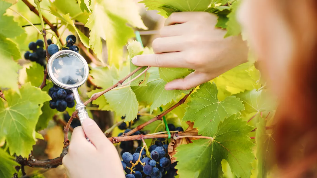 magnifying-glass-looking-grapes