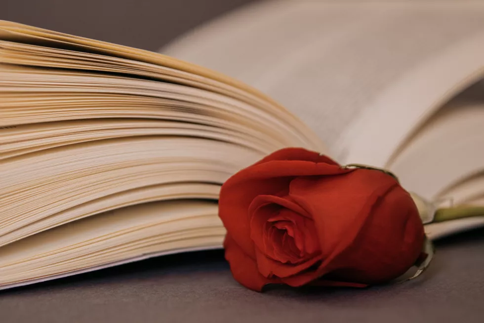 close-up-red-rose-book-table