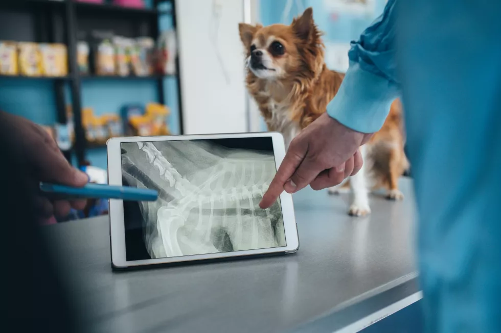 mature-woman-with-little-dog-waiting-professional-advice-from-veterinarian