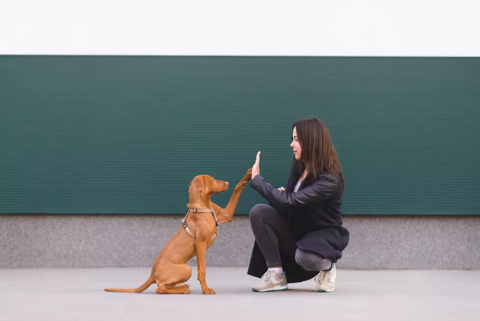 trained-puppy-performs-teams