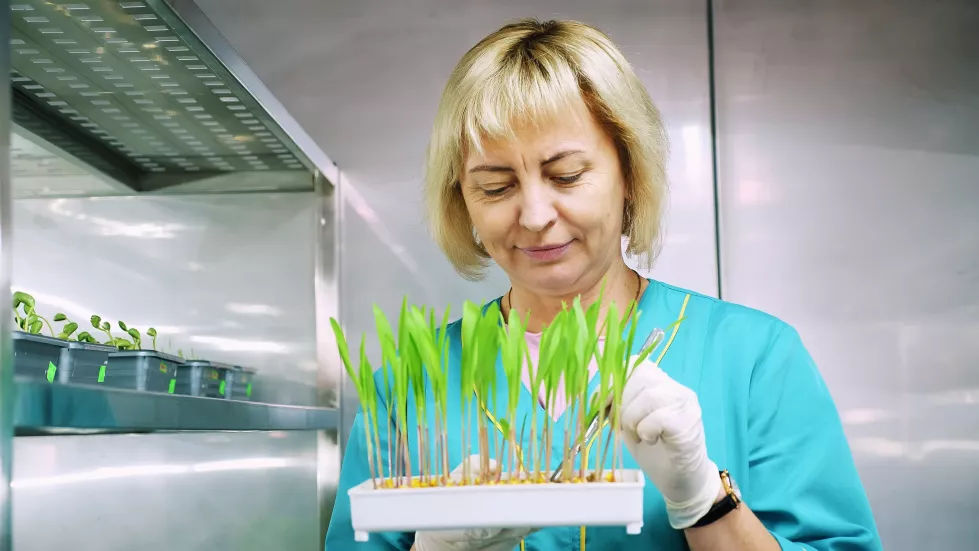 lab-worker-reviews-growing-young-green-sprouts-soil-small-boxes-shelves-special