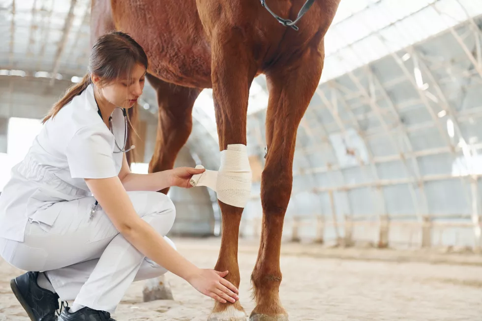 damaged-knee-is-getting-bandaging-female-doctor-white-coat-is-with-horse-stable