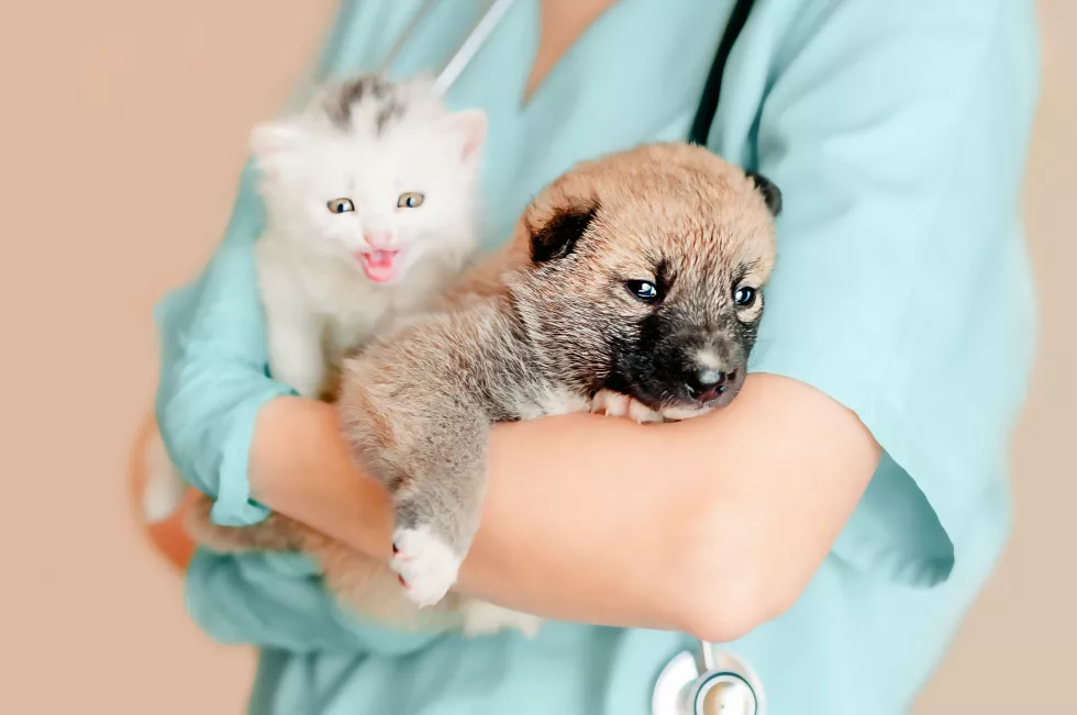 veterinarian-holds-white-kitten-mongrel-puppy-his-arms-while-preparing-examination