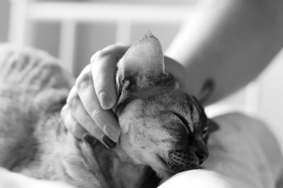 devon-rex-cat-cuddles