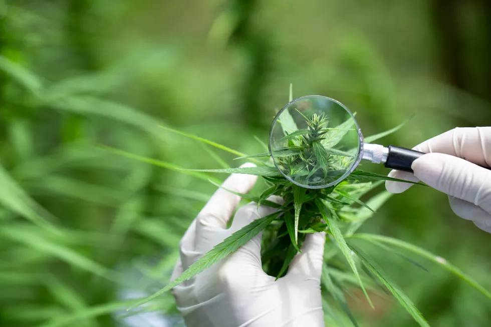 close-up-hand-holding-plant
