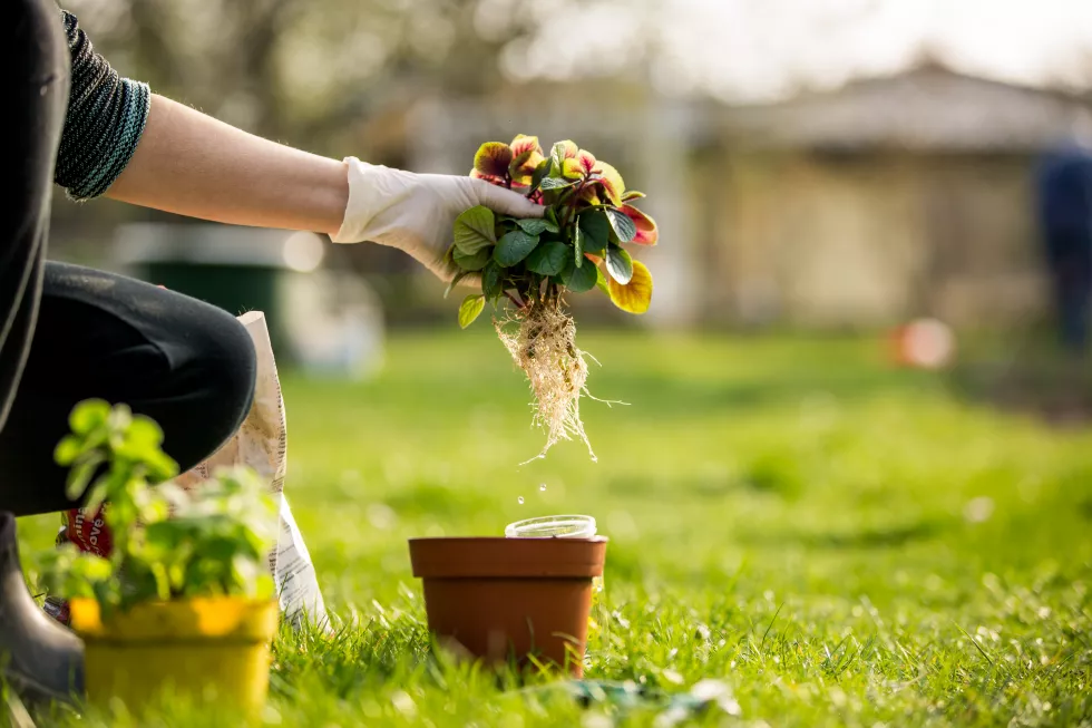 senior-woman-transplanting-some-flowers-pot-gardening-concept
