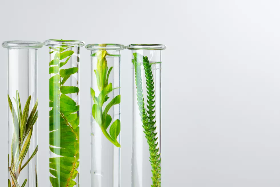 plants-laboratory-glassware-against-white