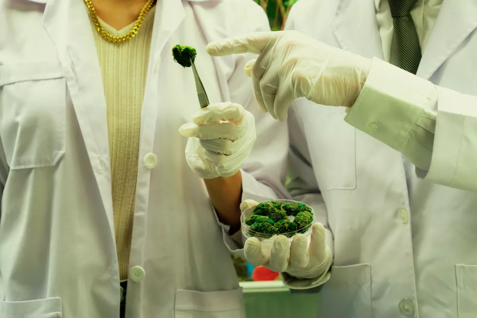 closeup-scientists-grasping-gratifying-heap-cannabis-weed-buds-with-tweezers