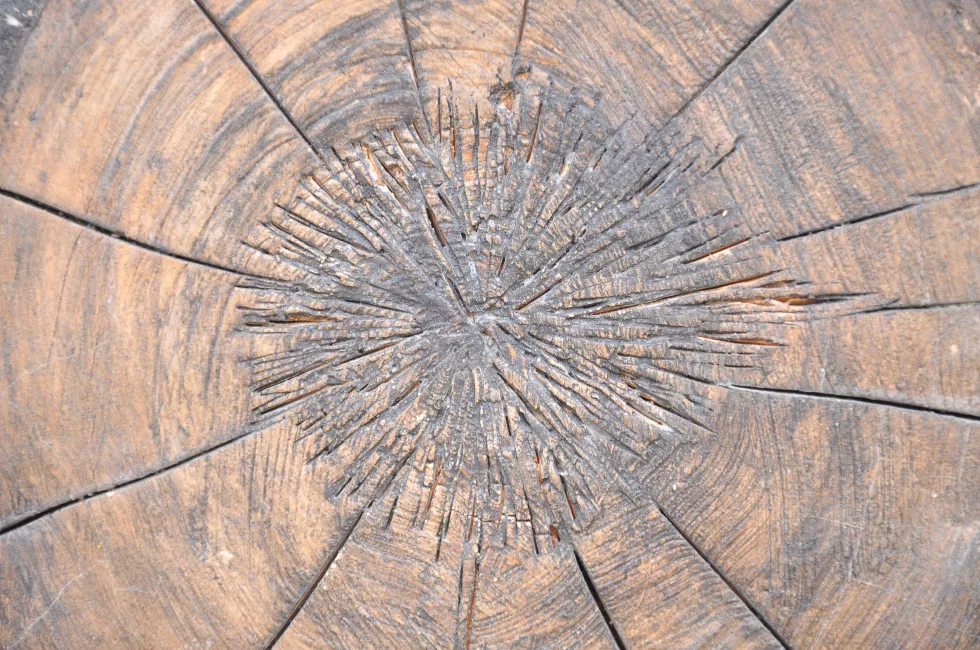 full-frame-shot-tree-stump