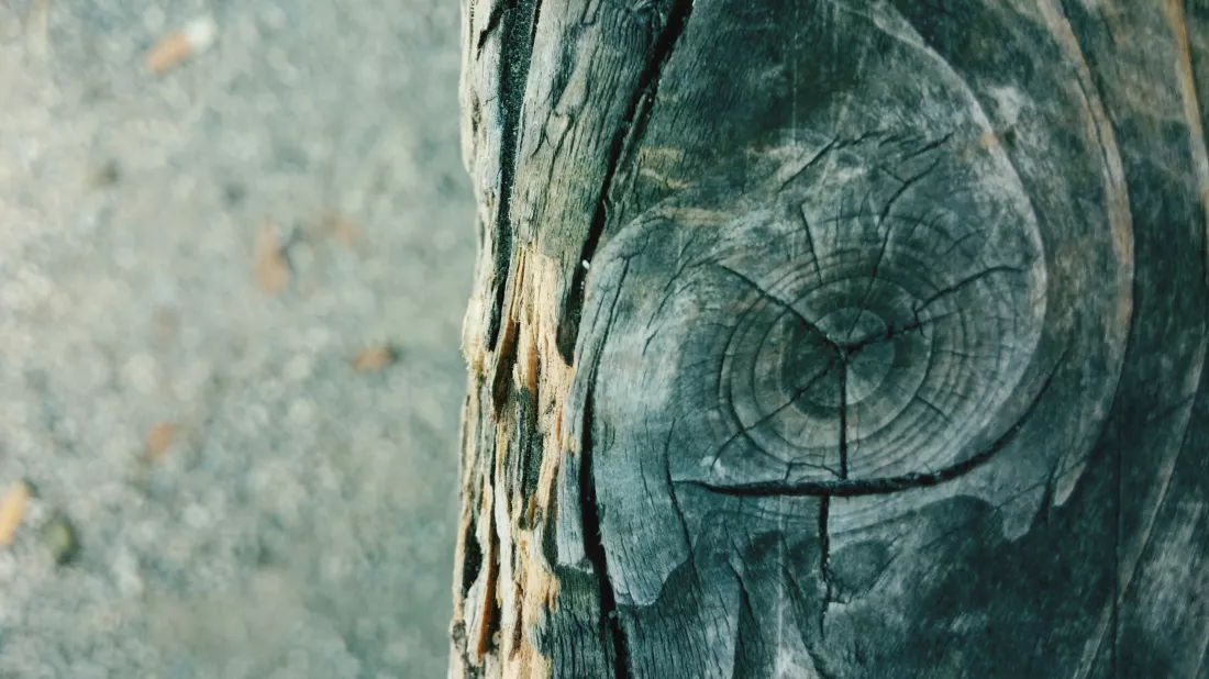close-up-wood