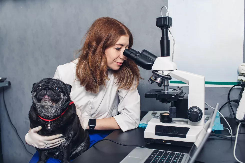 Bioinżynieria zwierząt