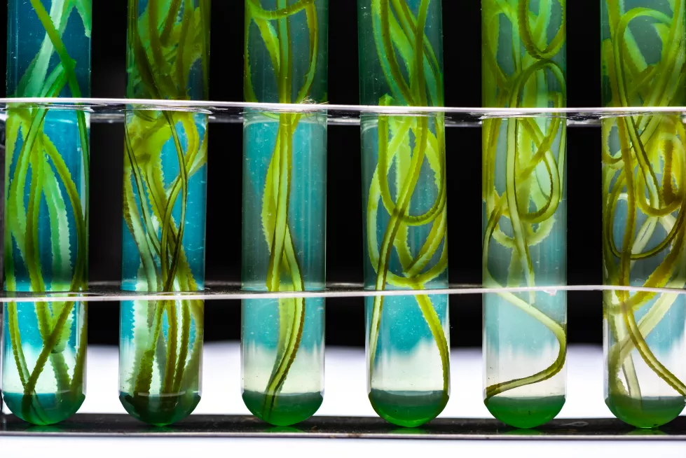 Biotechnologia przemysłowav