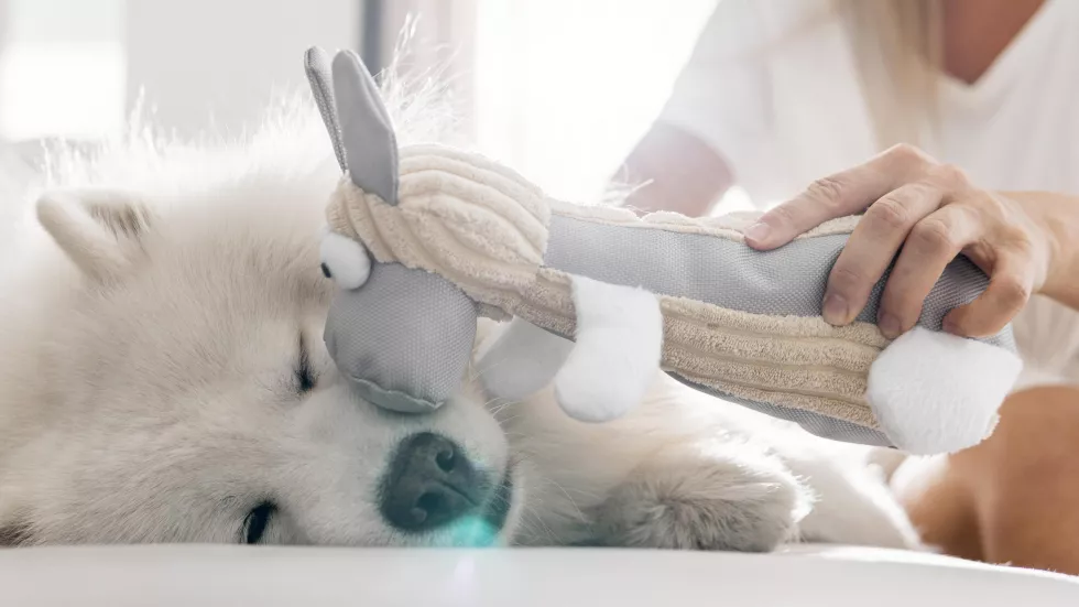 Zoopsychologia z animaloterapiąf