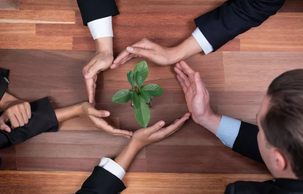 ecofriendly-business-investment-forest-regeneration-quaint(1)