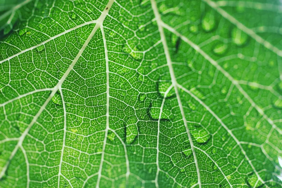 manel-marco-sBn1aUoyOxw-unsplash