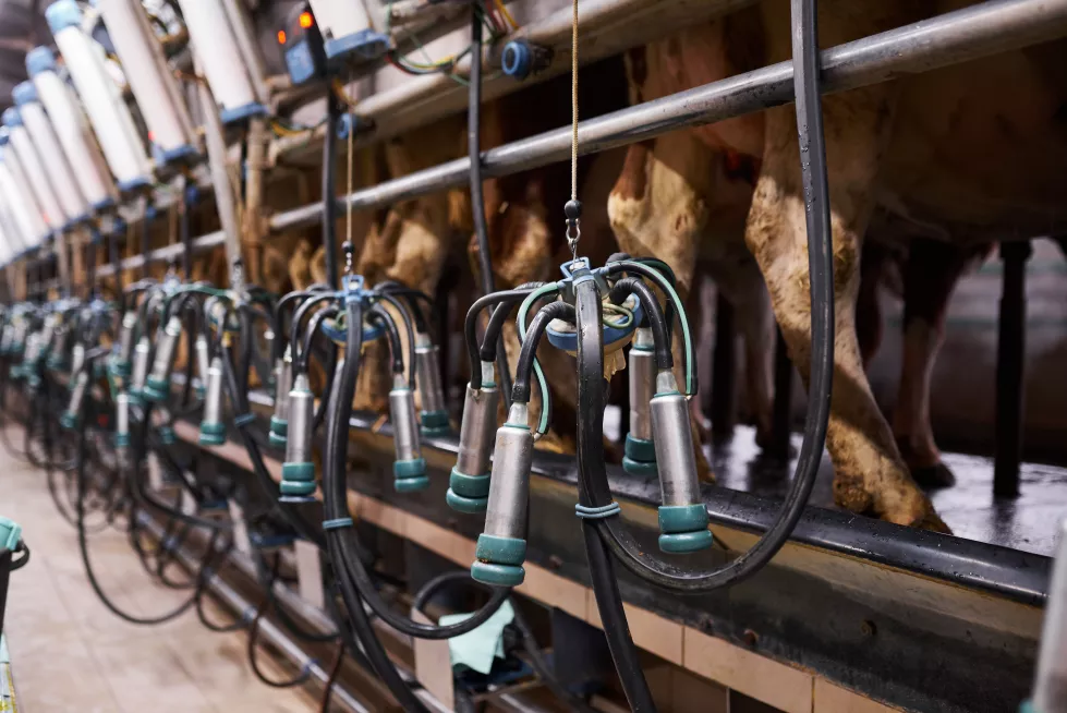 milking-machine-dairy-farm-close-up