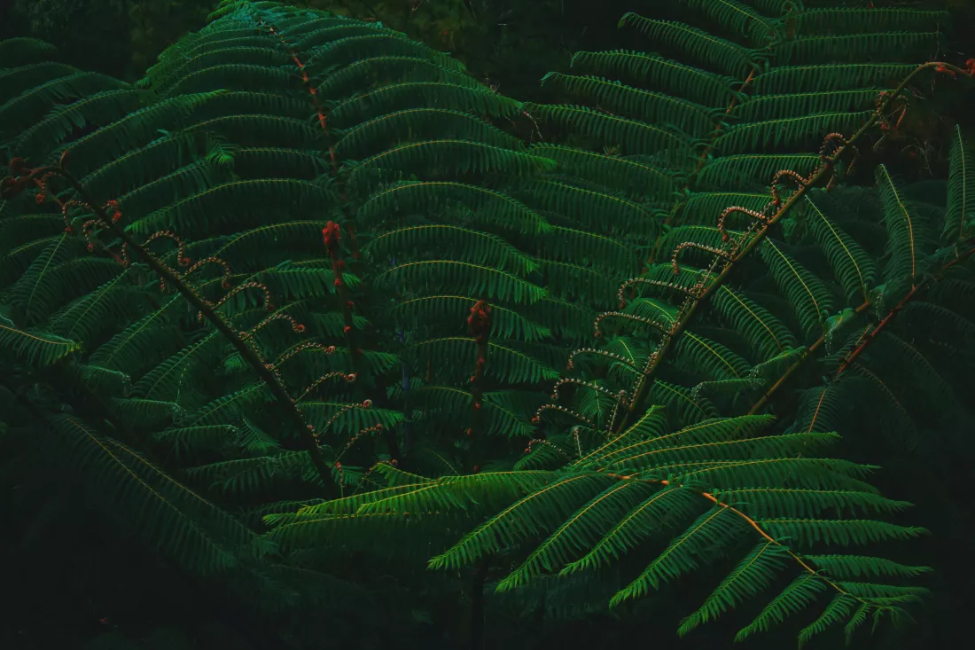 niko-budi-mulyono-5zJvXHfYt3U-unsplash