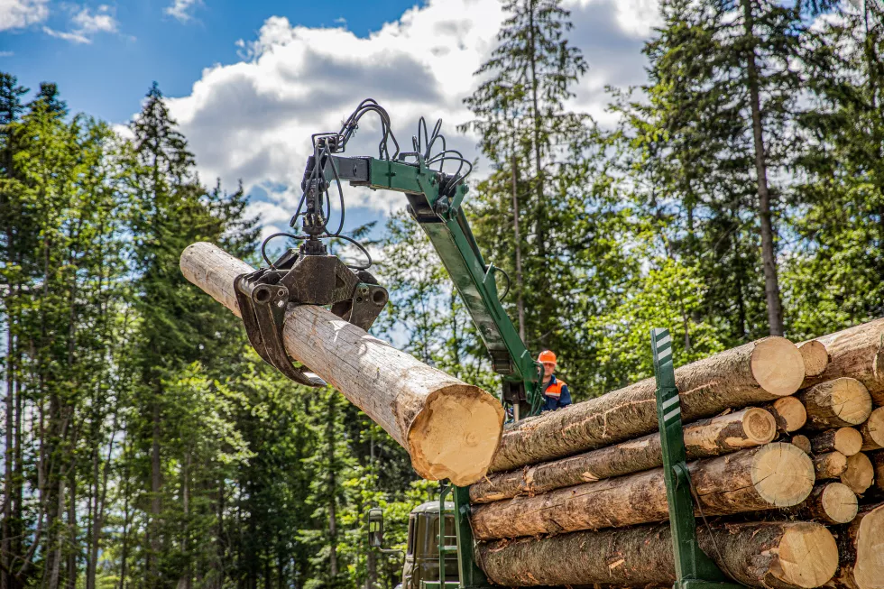 forest-industry-felling-trees-cut-trees-forest-cutting-area-lumberjack-with-modern
