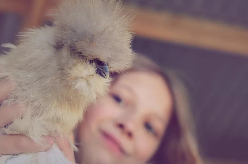 low-angle-view-woman-holding-silkie