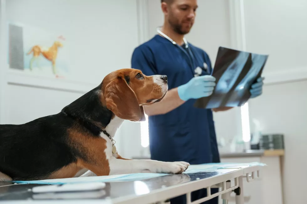 examining-xray-male-veterinarian-is-working-with-beagle-dog-clinic(1)